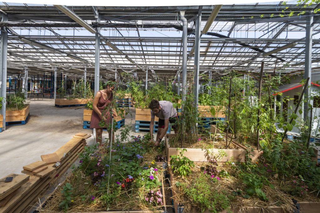 Ferme urbaine Lagronaute installée au MIN. Nantes Loire Atlantique 07 2019 © Valéry Joncheray Samoa1 1024x683 - L'Agronaute : l'urbanisme transitoire au service de l'agriculture urbaine