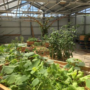 Ferme urbaine Lagronaute installée au MIN. Nantes Loire Atlantique 07 2019 © Samoa 1 315x315 - L'Agronaute : l'urbanisme transitoire au service de l'agriculture urbaine