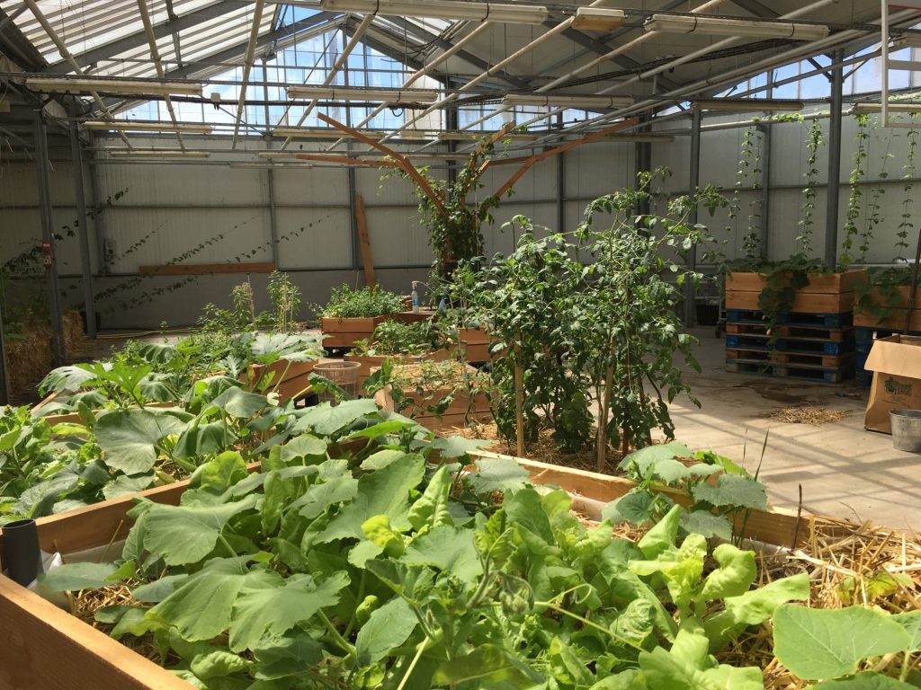 Ferme urbaine L'agronaute installée au MIN. Nantes (Loire-Atlantique) 07_2019 © Samoa