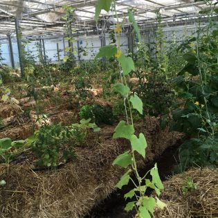 Ferme urbaine Lagronaute installée au MIN. Nantes Loire Atlantique 07 2019 © Samoa2 315x315 - L'Agronaute : l'urbanisme transitoire au service de l'agriculture urbaine