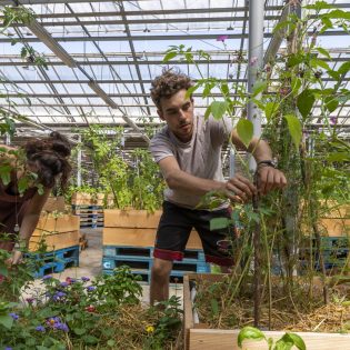 Ferme urbaine Lagronaute installée au MIN. Nantes Loire Atlantique 07 2019 © Valéry Joncheray Samoa 315x315 - L'Agronaute : l'urbanisme transitoire au service de l'agriculture urbaine