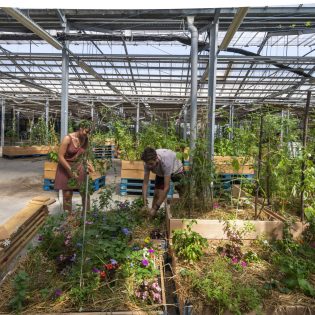 Ferme urbaine L'agronaute © Valéry Joncheray_Samoa